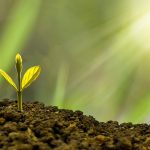 growth